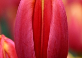 Tulipa Countdown ® (3)